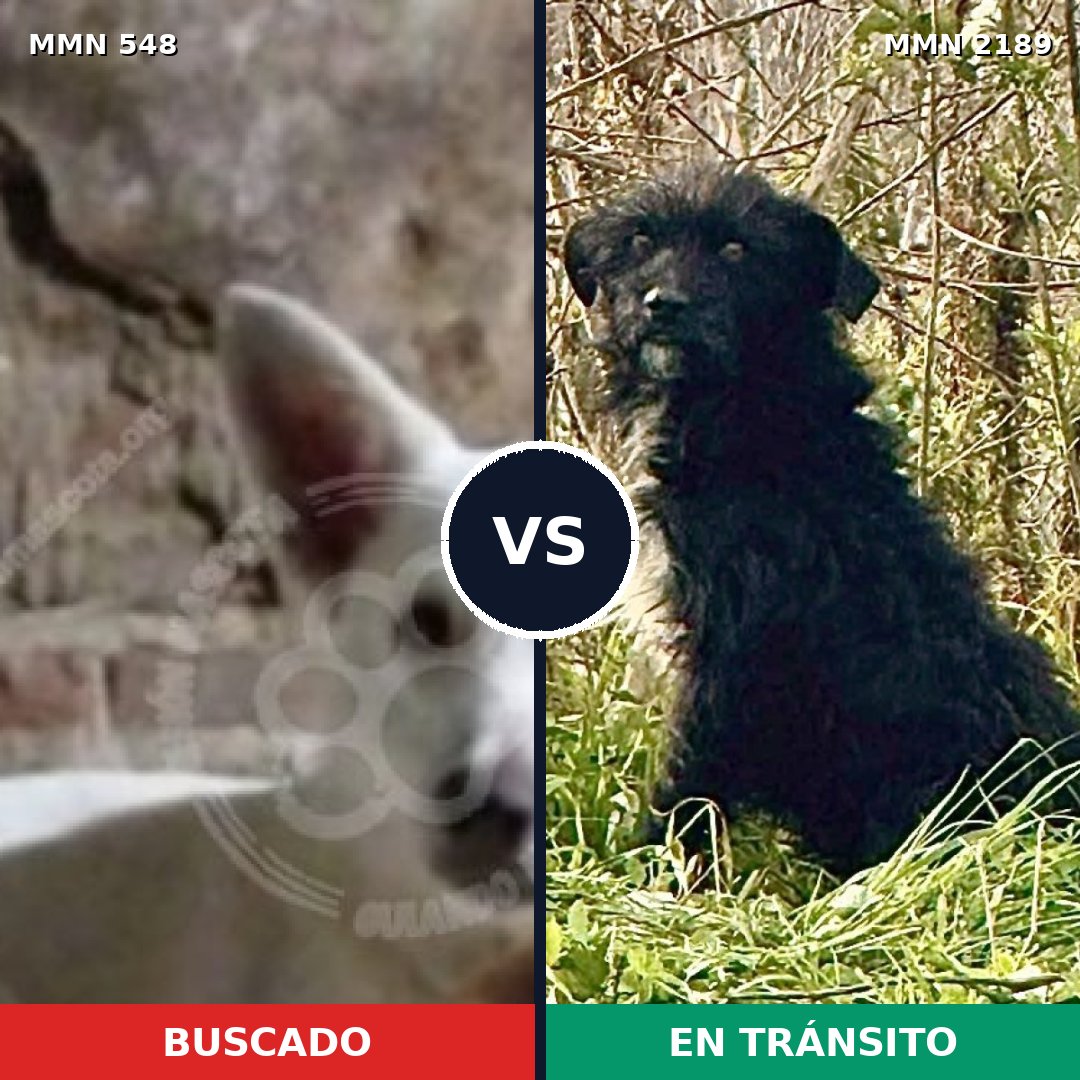 Comparativa MMS 65791: mascota perdida y mascota encontrada, 54% de similitud