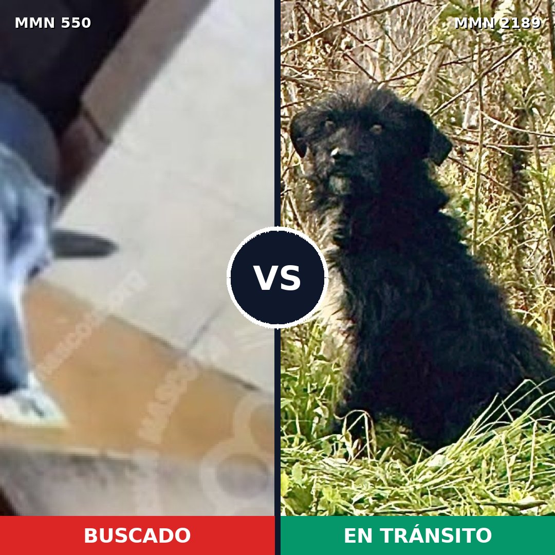 Comparativa MMS 65792: mascota perdida y mascota encontrada, 71% de similitud