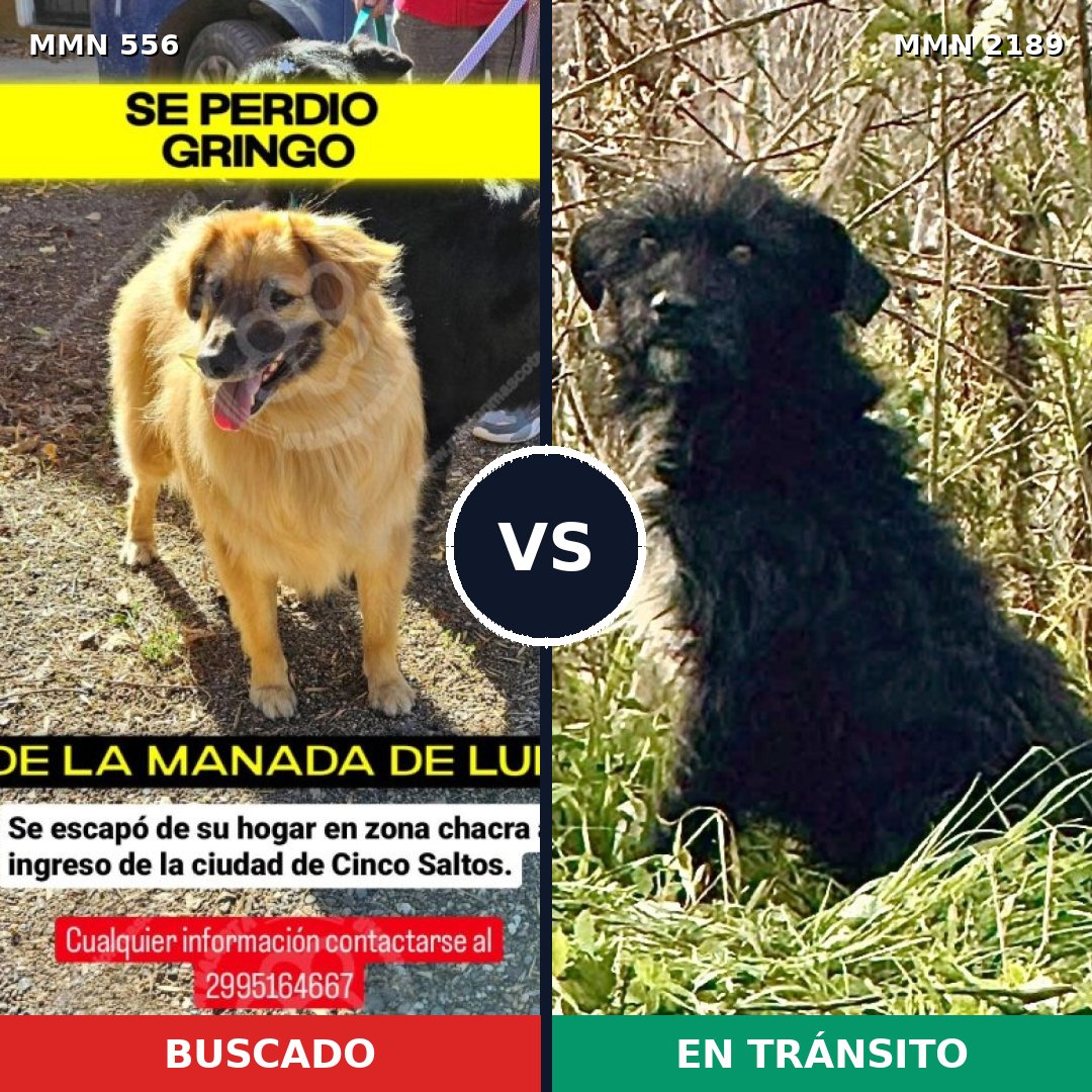Comparativa MMS 65793: mascota perdida y mascota encontrada, 54% de similitud