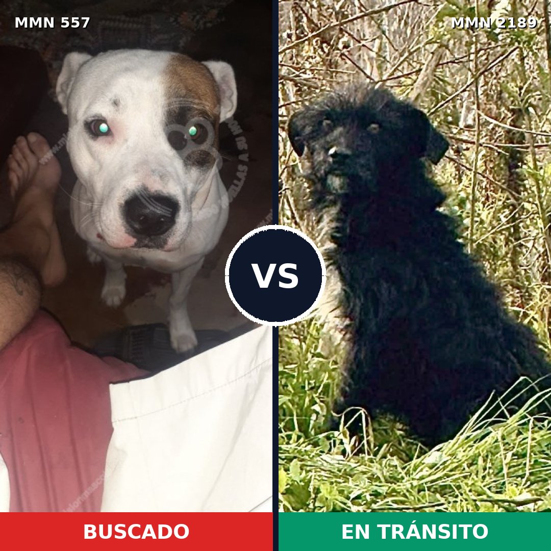 Comparativa MMS 65794: mascota perdida y mascota encontrada, 49% de similitud