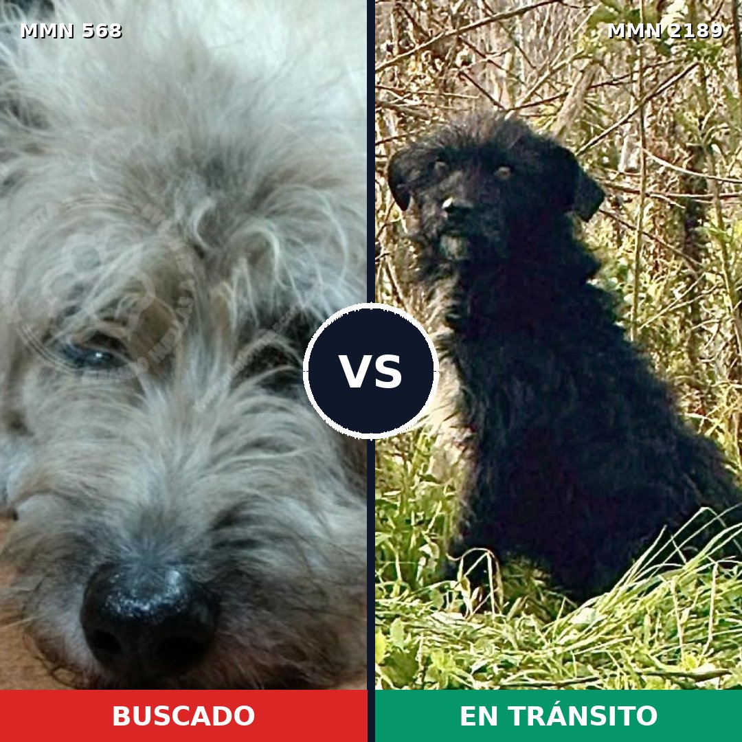 Comparativa MMS 65795: mascota perdida y mascota encontrada, 61% de similitud