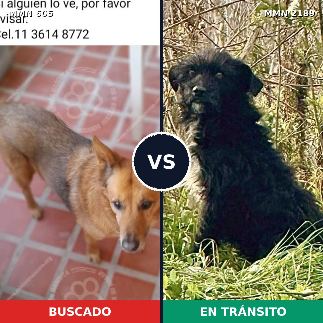 Comparativa MMS 65797: mascota perdida y mascota encontrada, 68% de similitud