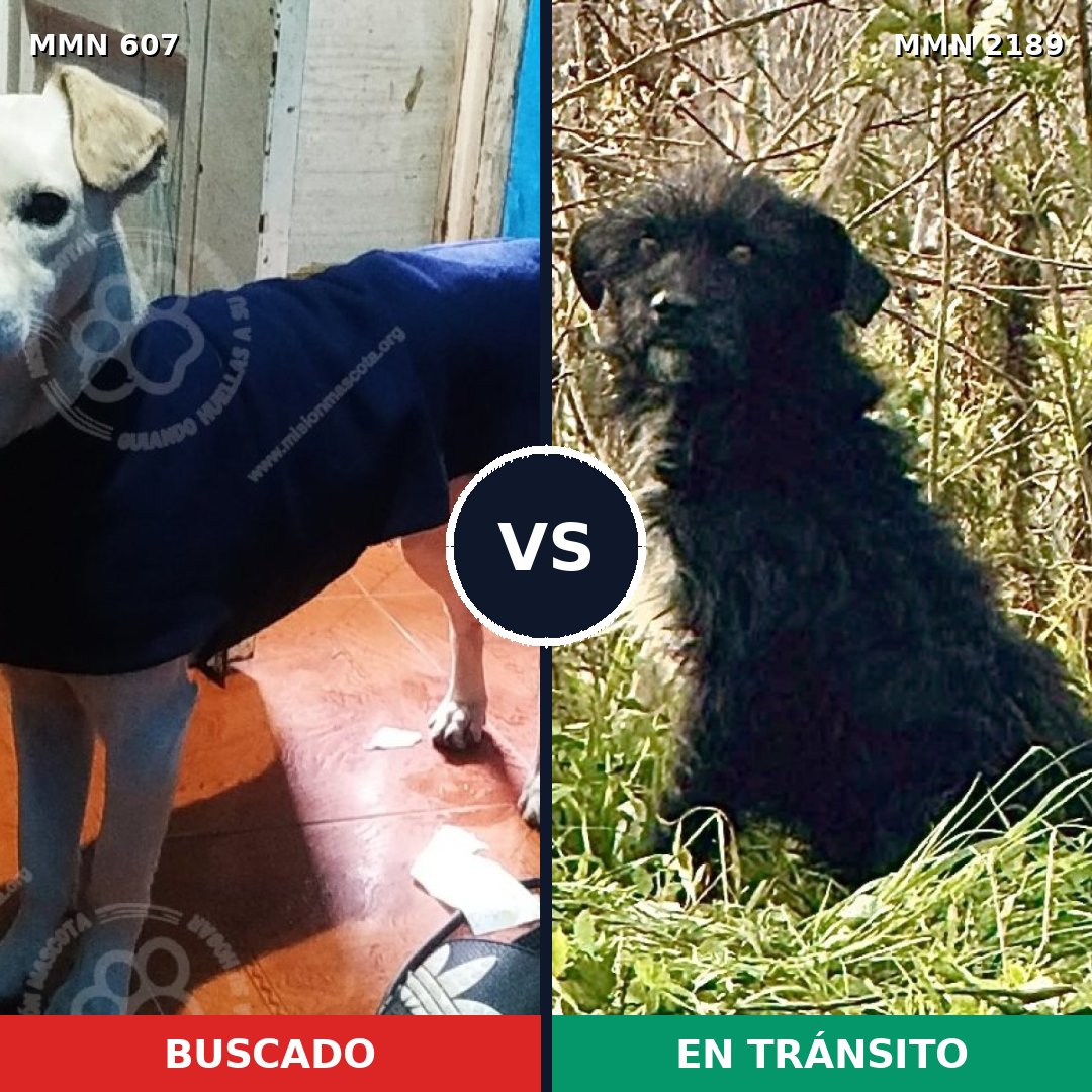 Comparativa MMS 65798: mascota perdida y mascota encontrada, 71% de similitud