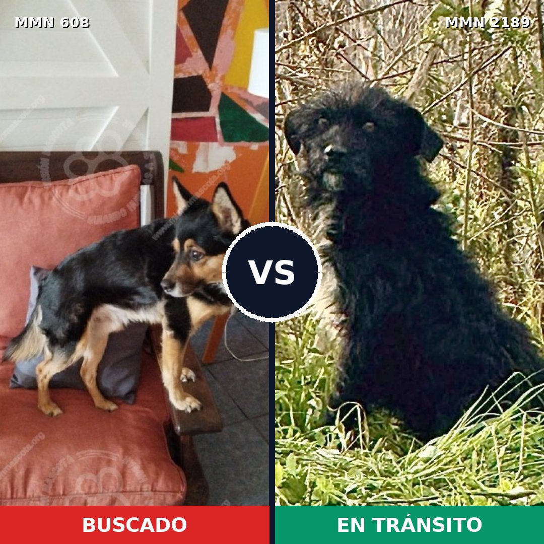 Comparativa MMS 65799: mascota perdida y mascota encontrada, 73% de similitud