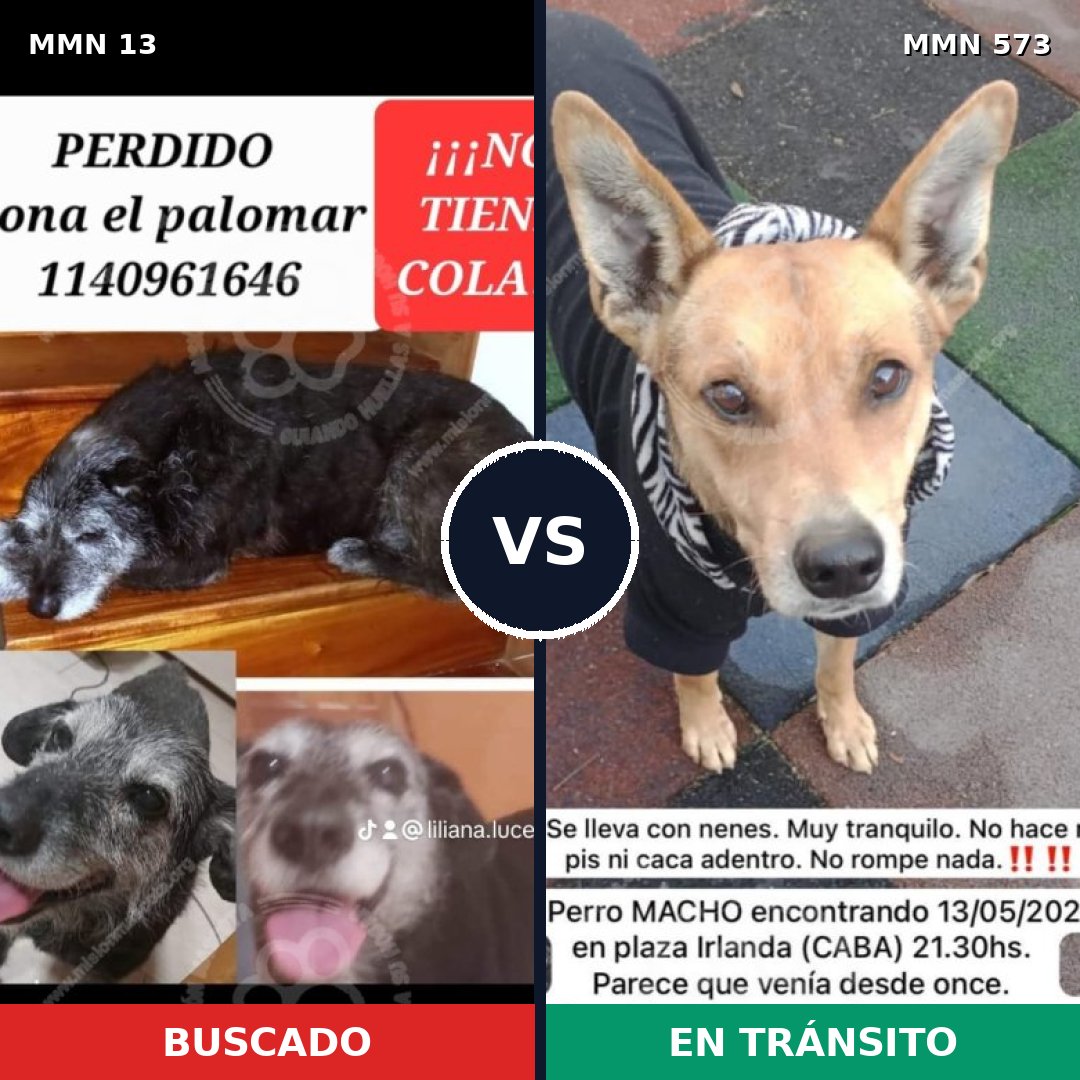 Comparativa MMS 658: mascota perdida y mascota encontrada, 78% de similitud