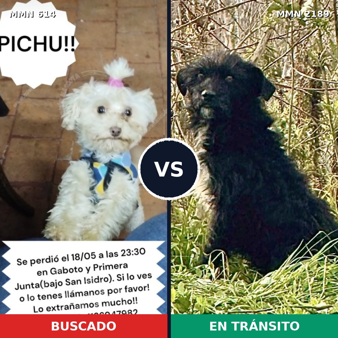 Comparativa MMS 65800: mascota perdida y mascota encontrada, 31% de similitud
