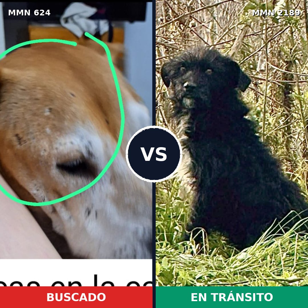 Comparativa MMS 65801: mascota perdida y mascota encontrada, 30% de similitud