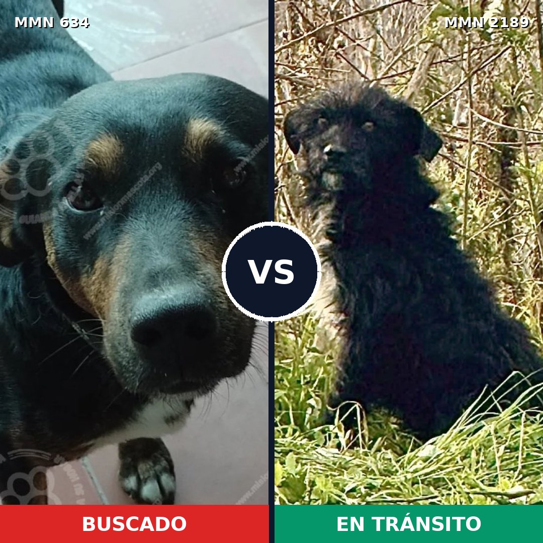 Comparativa MMS 65802: mascota perdida y mascota encontrada, 68% de similitud