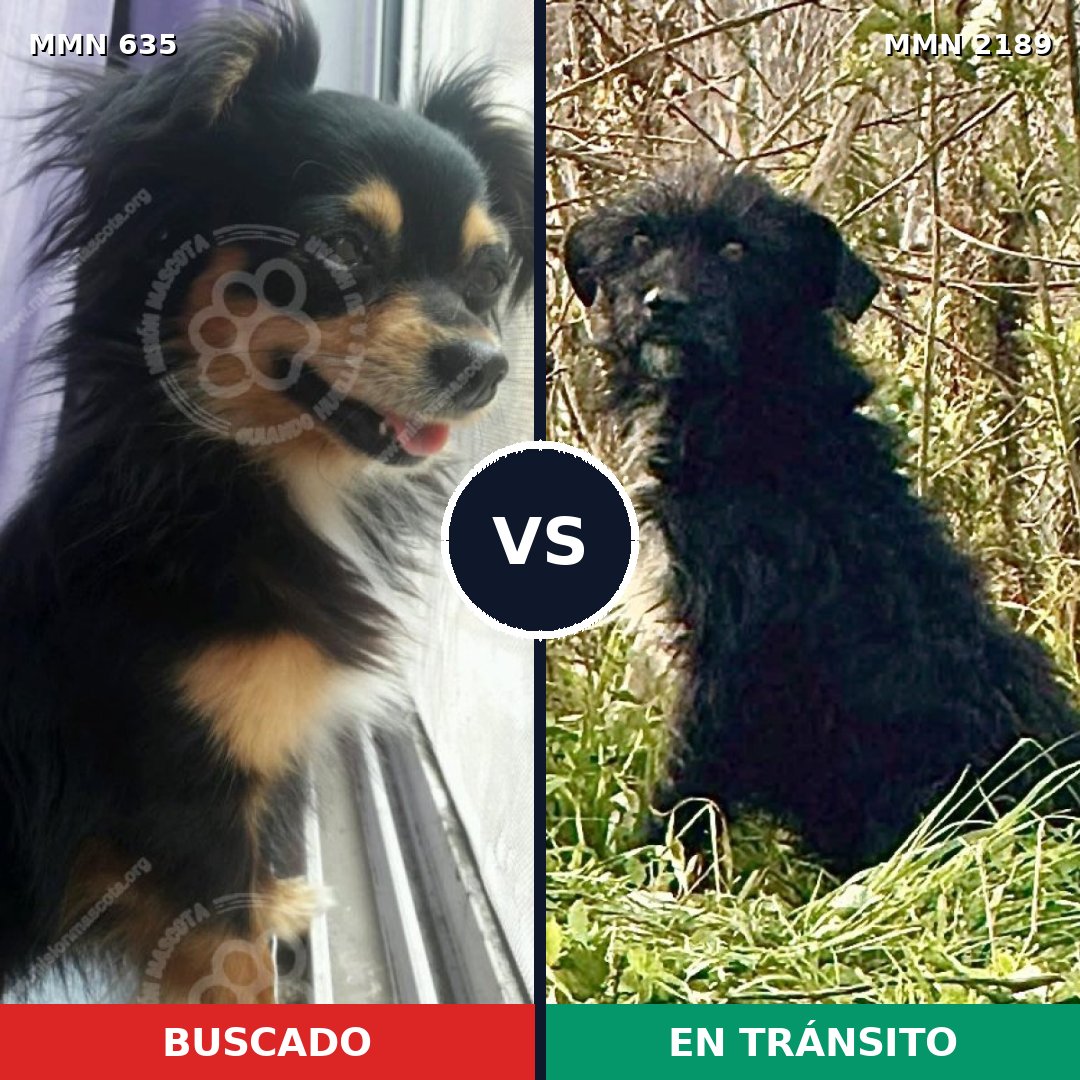 Comparativa MMS 65803: mascota perdida y mascota encontrada, 29% de similitud