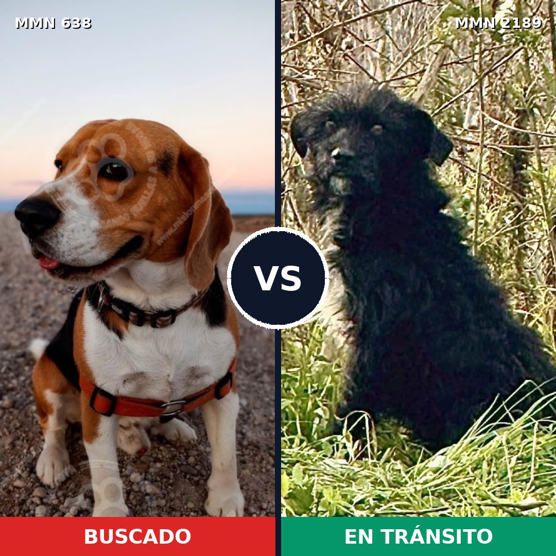 Comparativa MMS 65804: mascota perdida y mascota encontrada, 31% de similitud