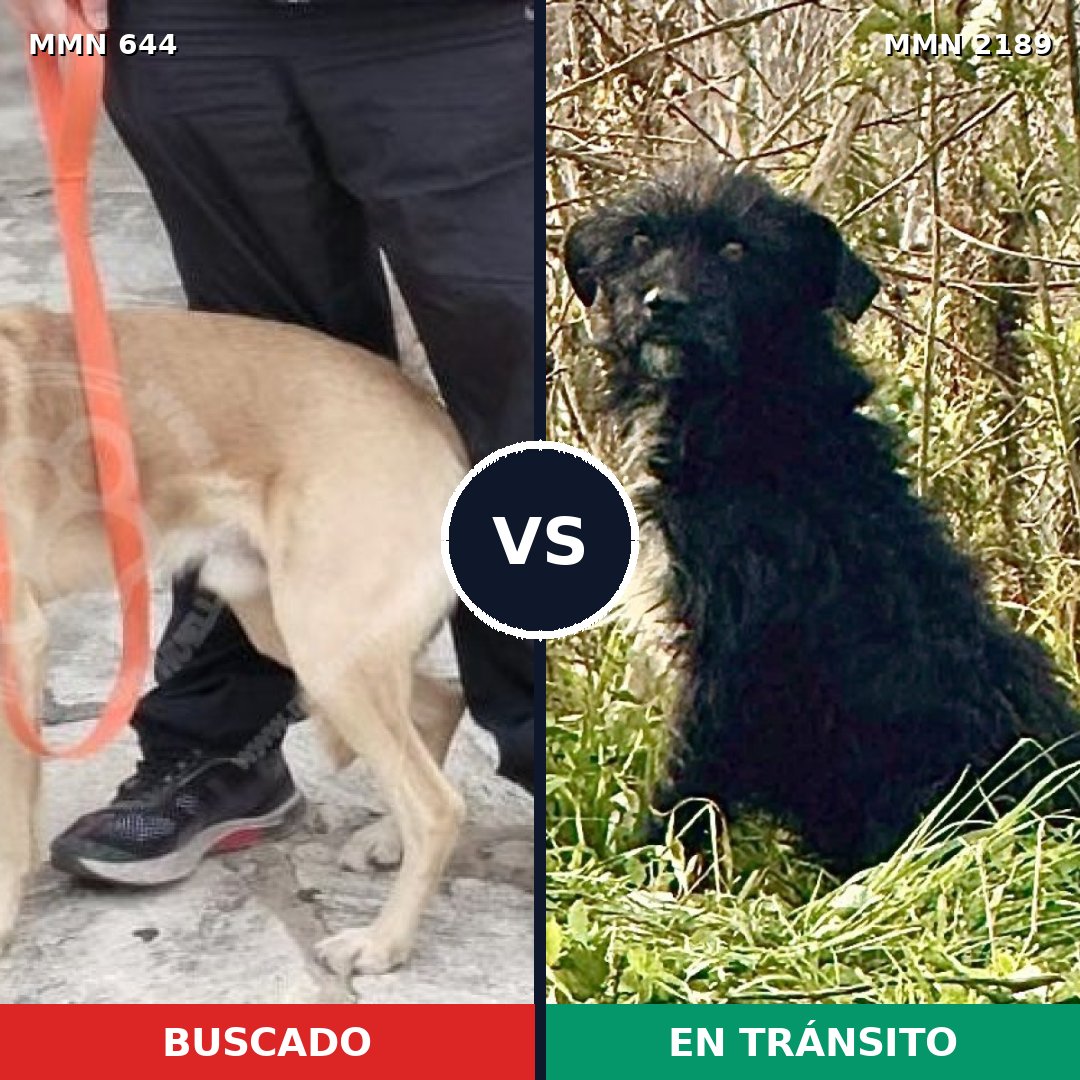 Comparativa MMS 65805: mascota perdida y mascota encontrada, 68% de similitud
