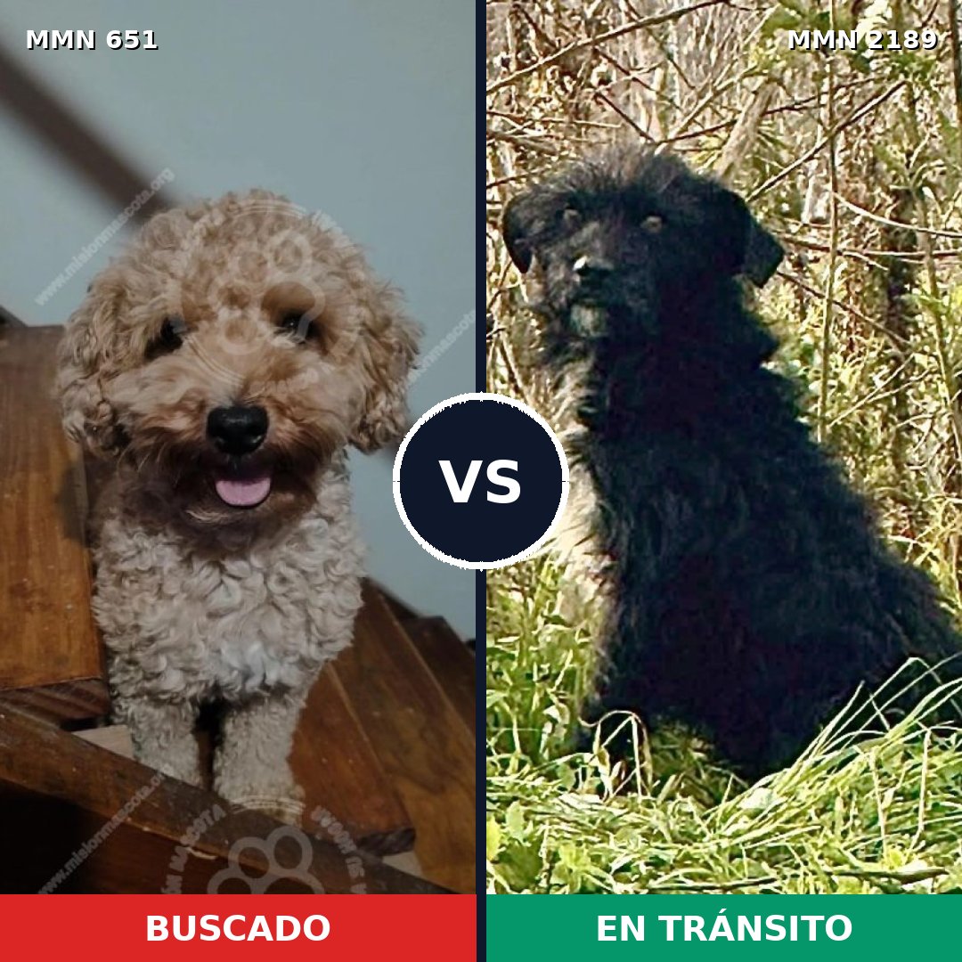 Comparativa MMS 65806: mascota perdida y mascota encontrada, 22% de similitud