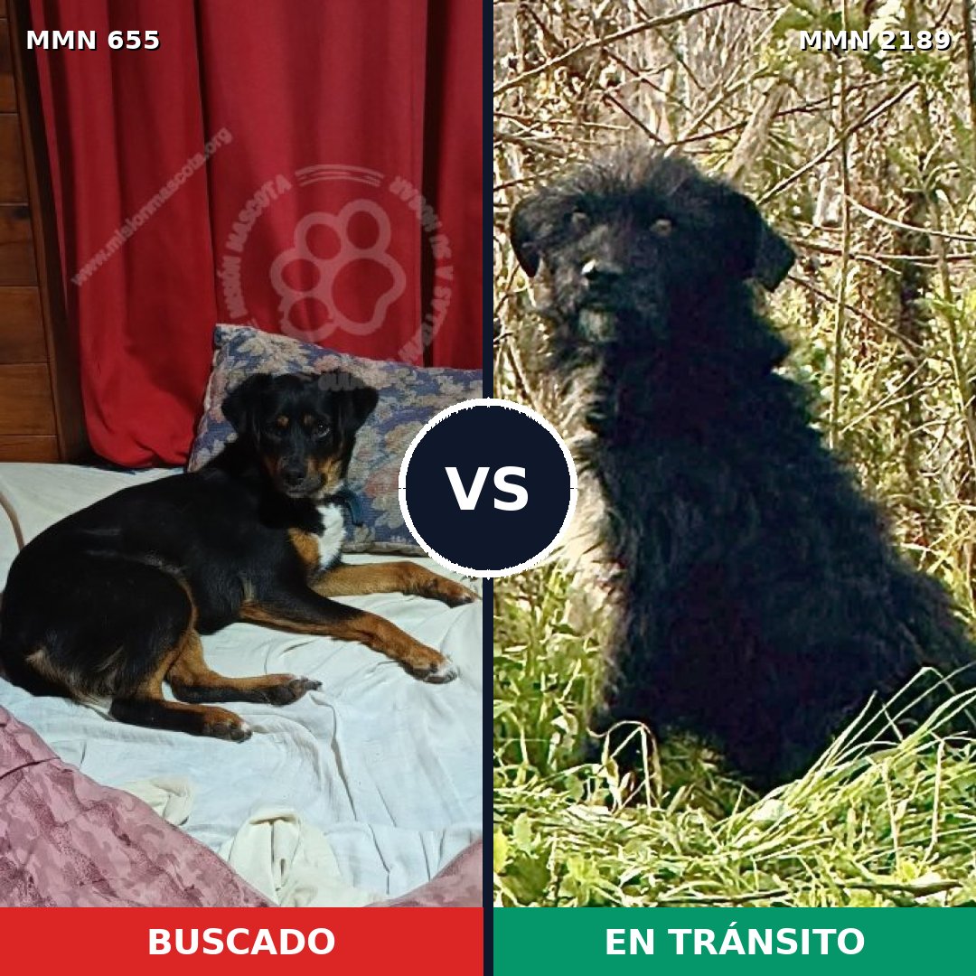 Comparativa MMS 65808: mascota perdida y mascota encontrada, 58% de similitud