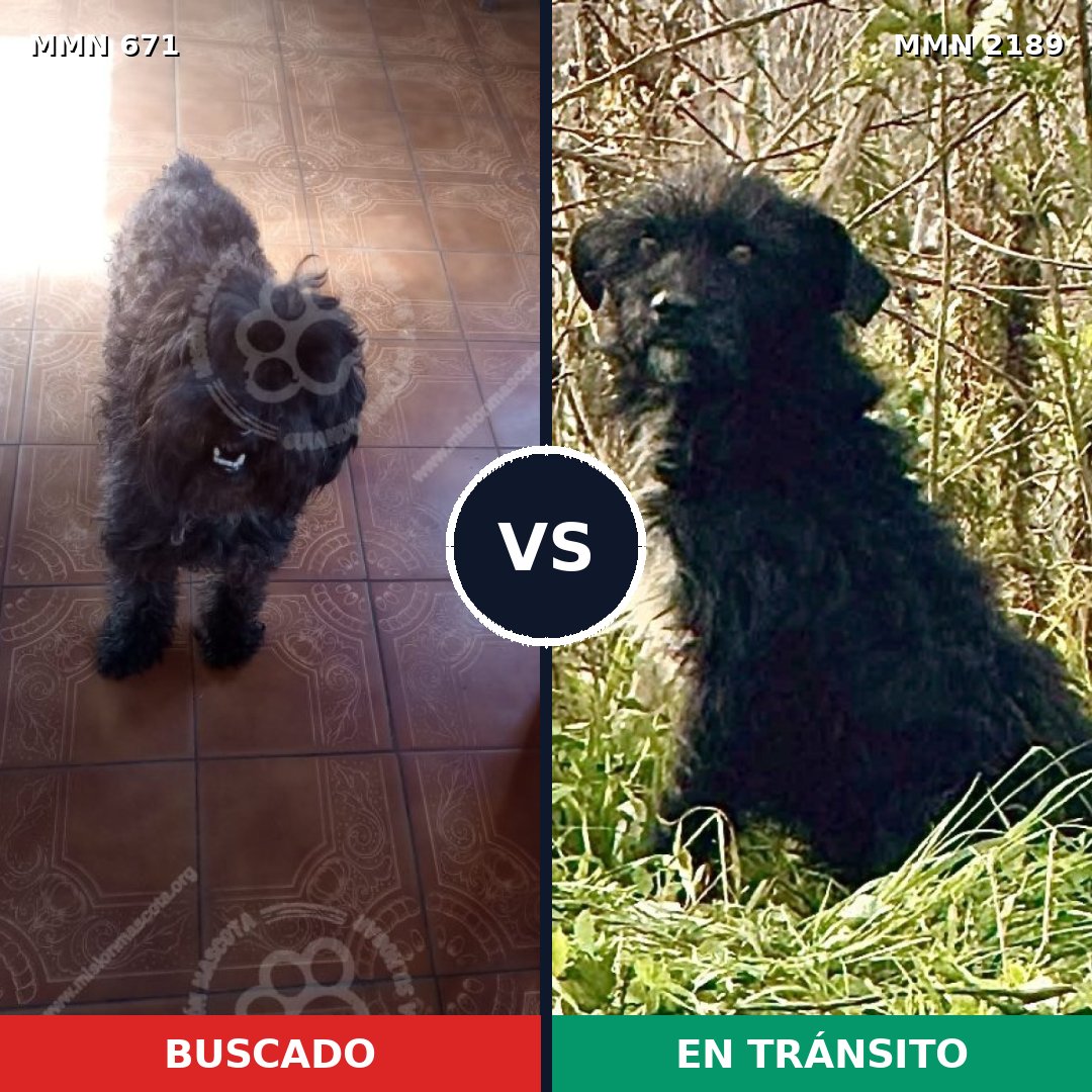 Comparativa MMS 65809: mascota perdida y mascota encontrada, 40% de similitud