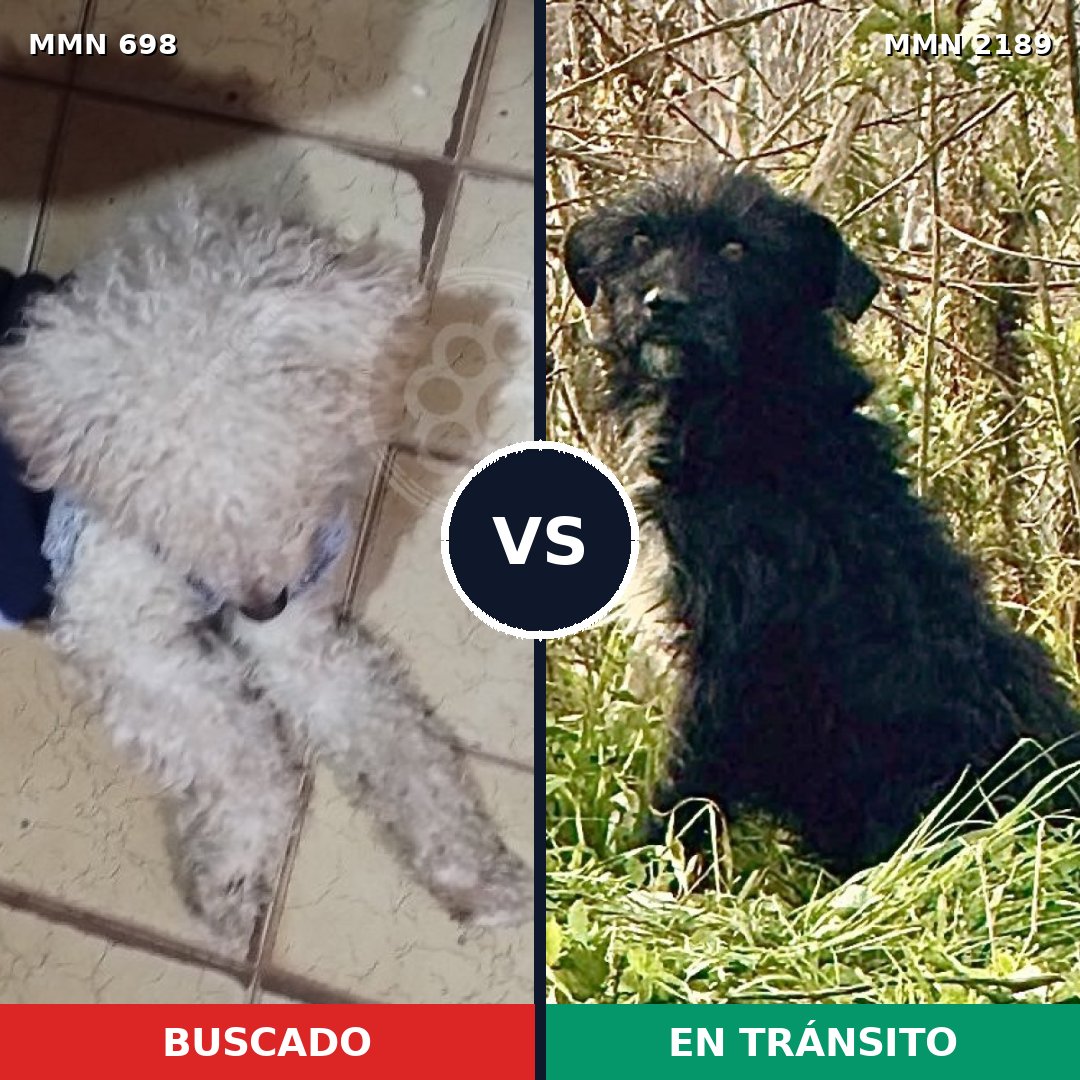 Comparativa MMS 65811: mascota perdida y mascota encontrada, 41% de similitud