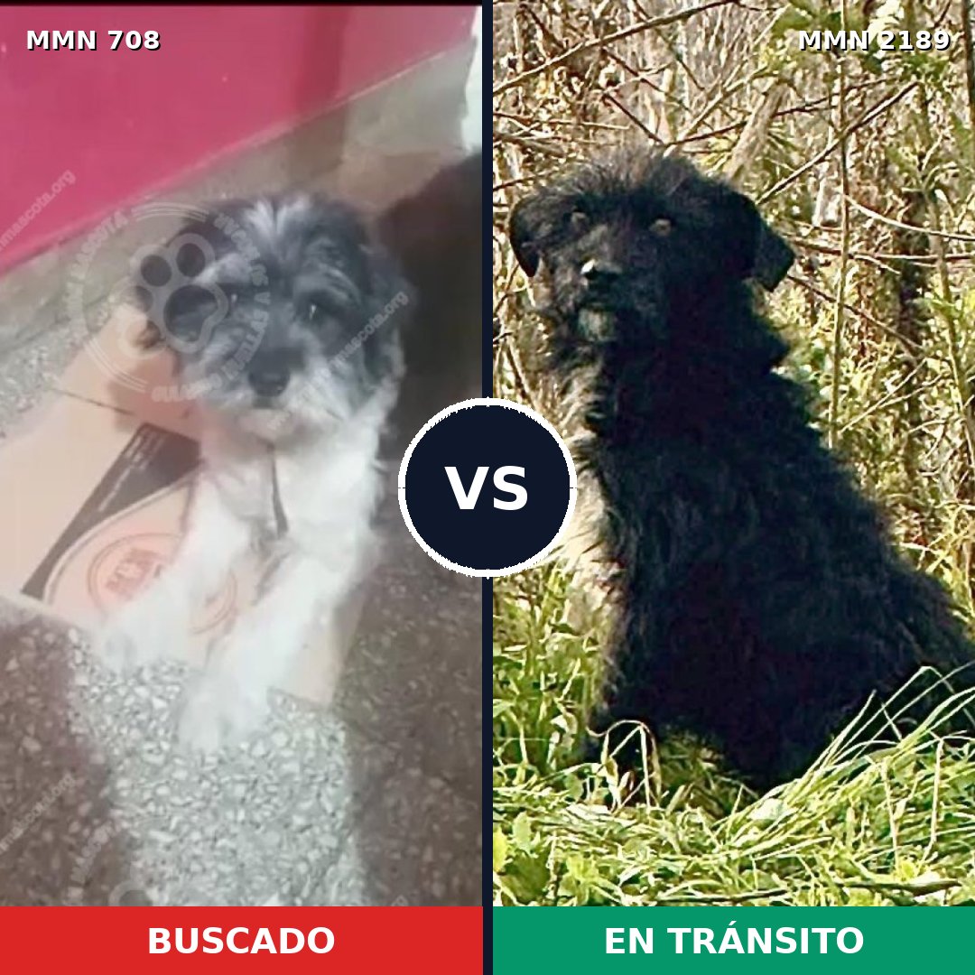 Comparativa MMS 65812: mascota perdida y mascota encontrada, 48% de similitud