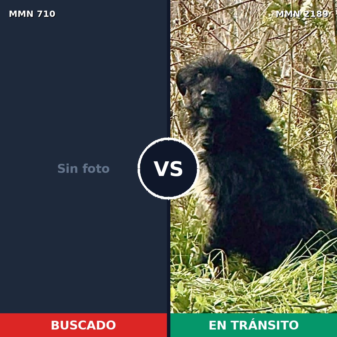 Comparativa MMS 65813: mascota perdida y mascota encontrada, 44% de similitud