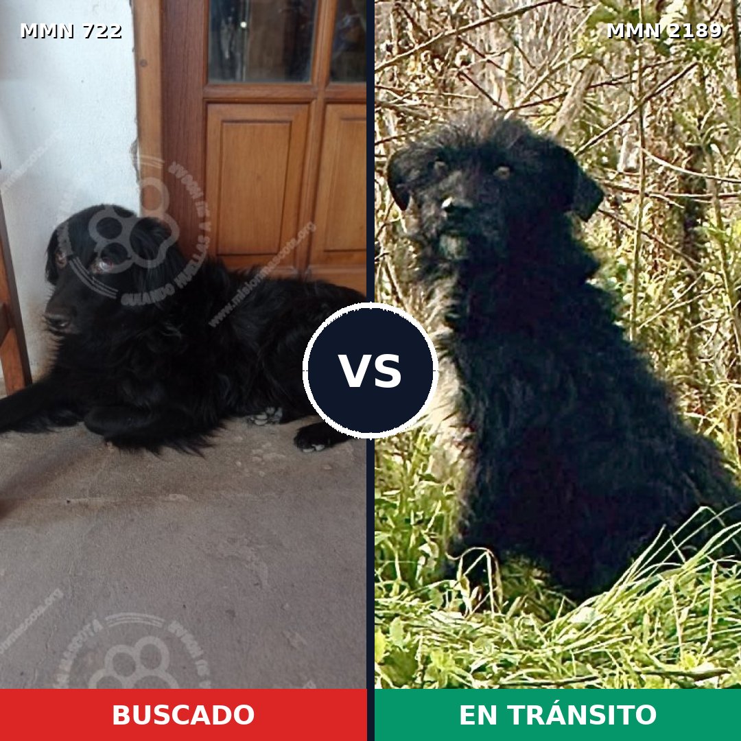 Comparativa MMS 65814: mascota perdida y mascota encontrada, 49% de similitud
