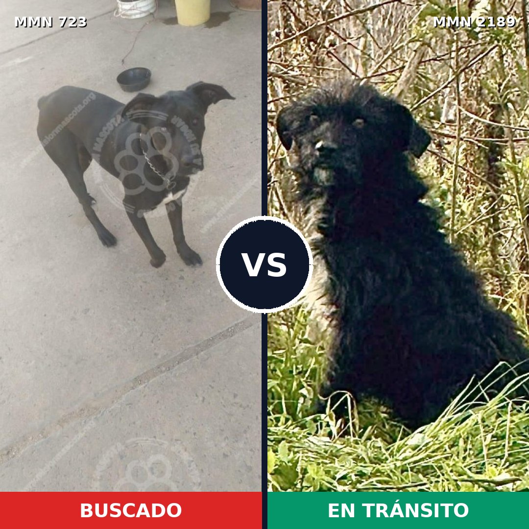 Comparativa MMS 65815: mascota perdida y mascota encontrada, 58% de similitud