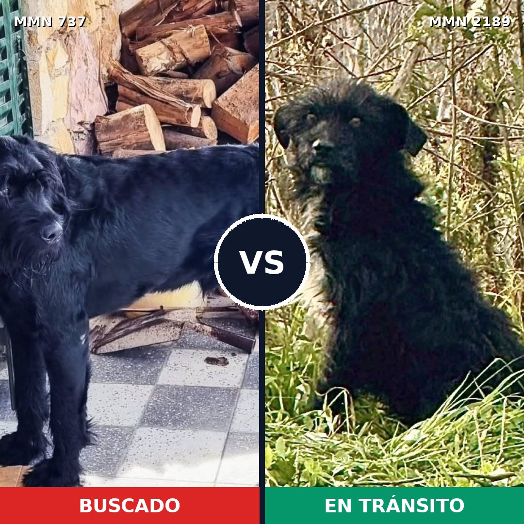 Comparativa MMS 65816: mascota perdida y mascota encontrada, 26% de similitud