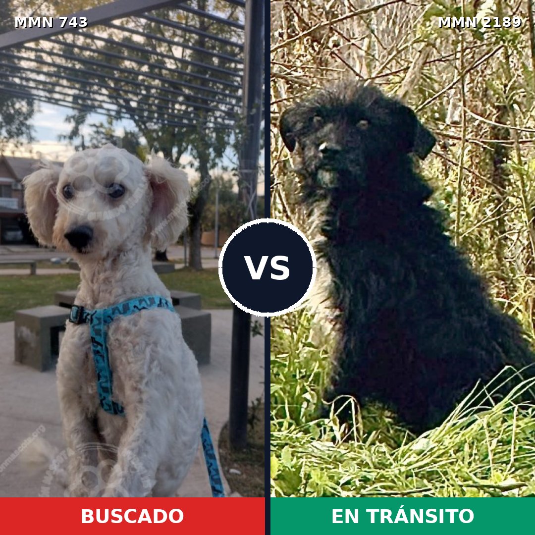 Comparativa MMS 65818: mascota perdida y mascota encontrada, 51% de similitud