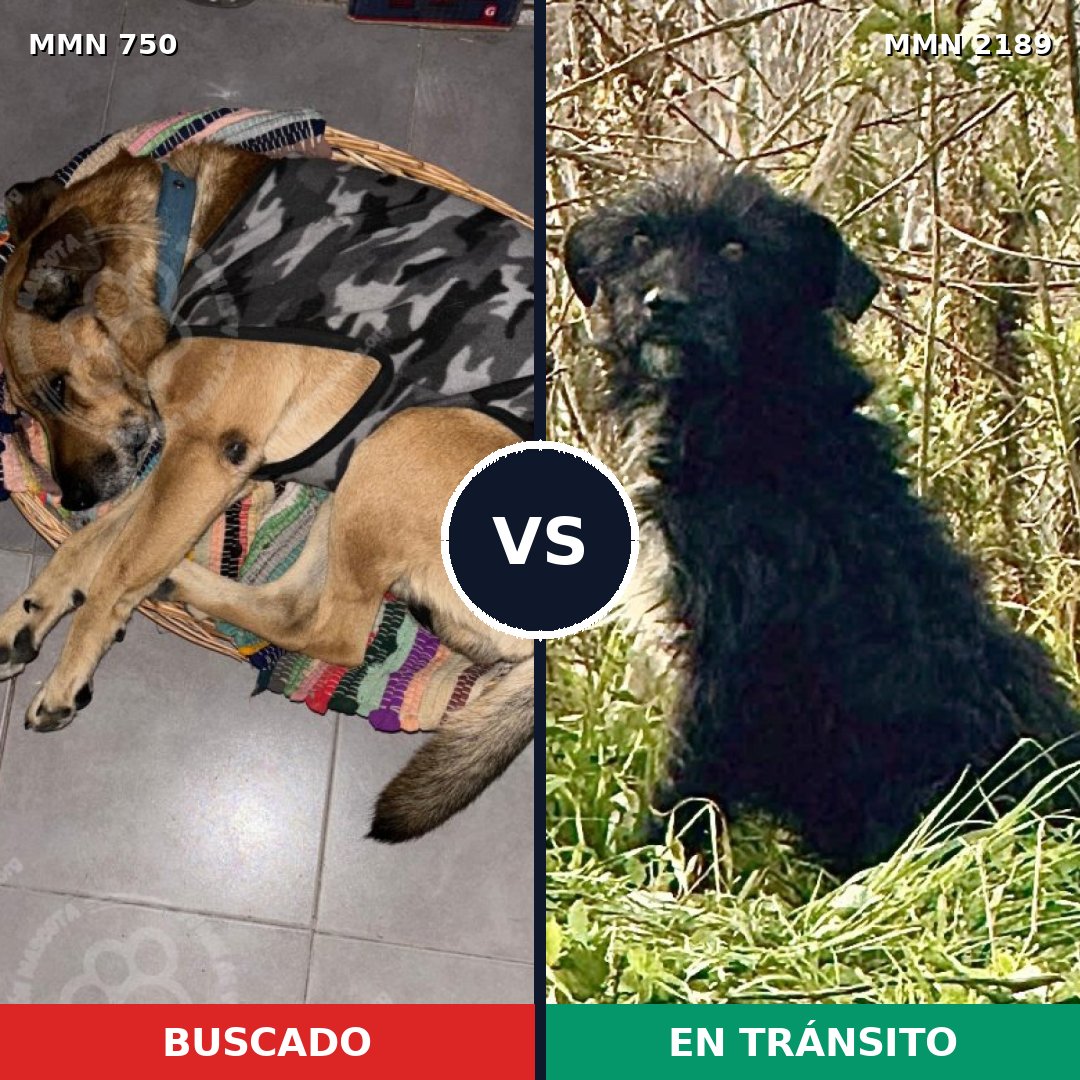 Comparativa MMS 65819: mascota perdida y mascota encontrada, 55% de similitud