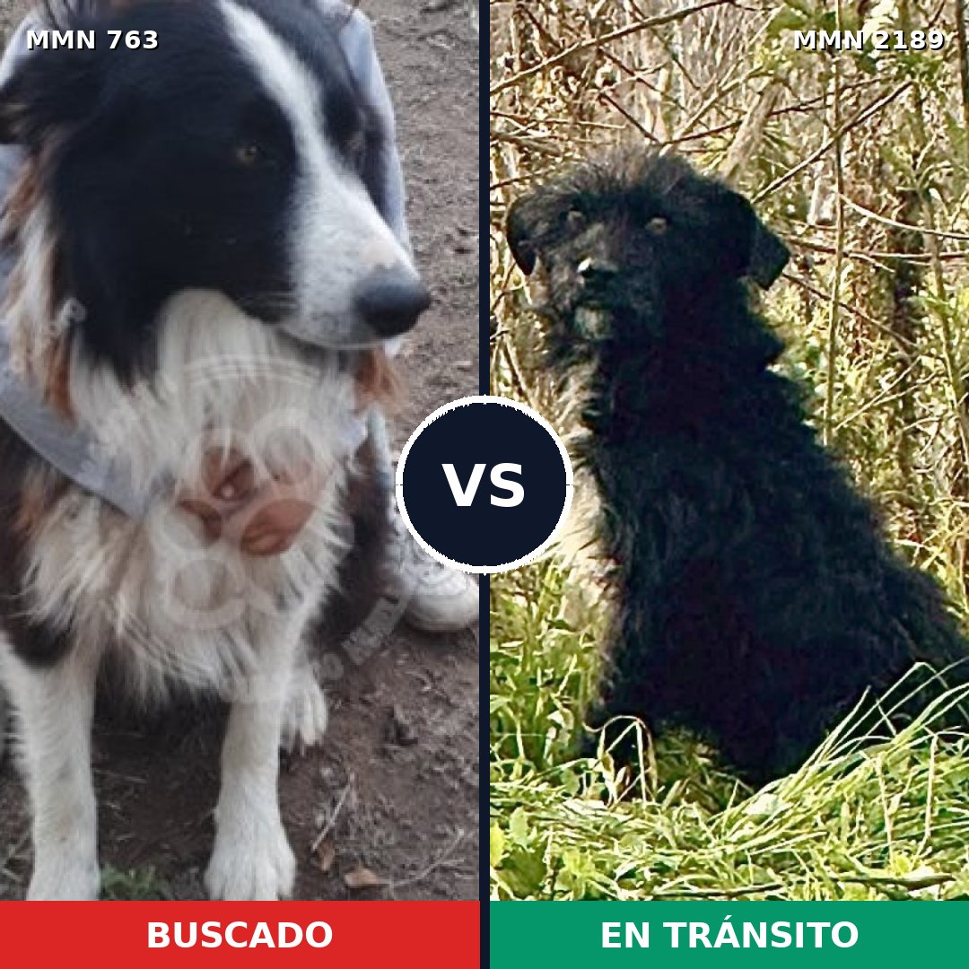 Comparativa MMS 65821: mascota perdida y mascota encontrada, 42% de similitud