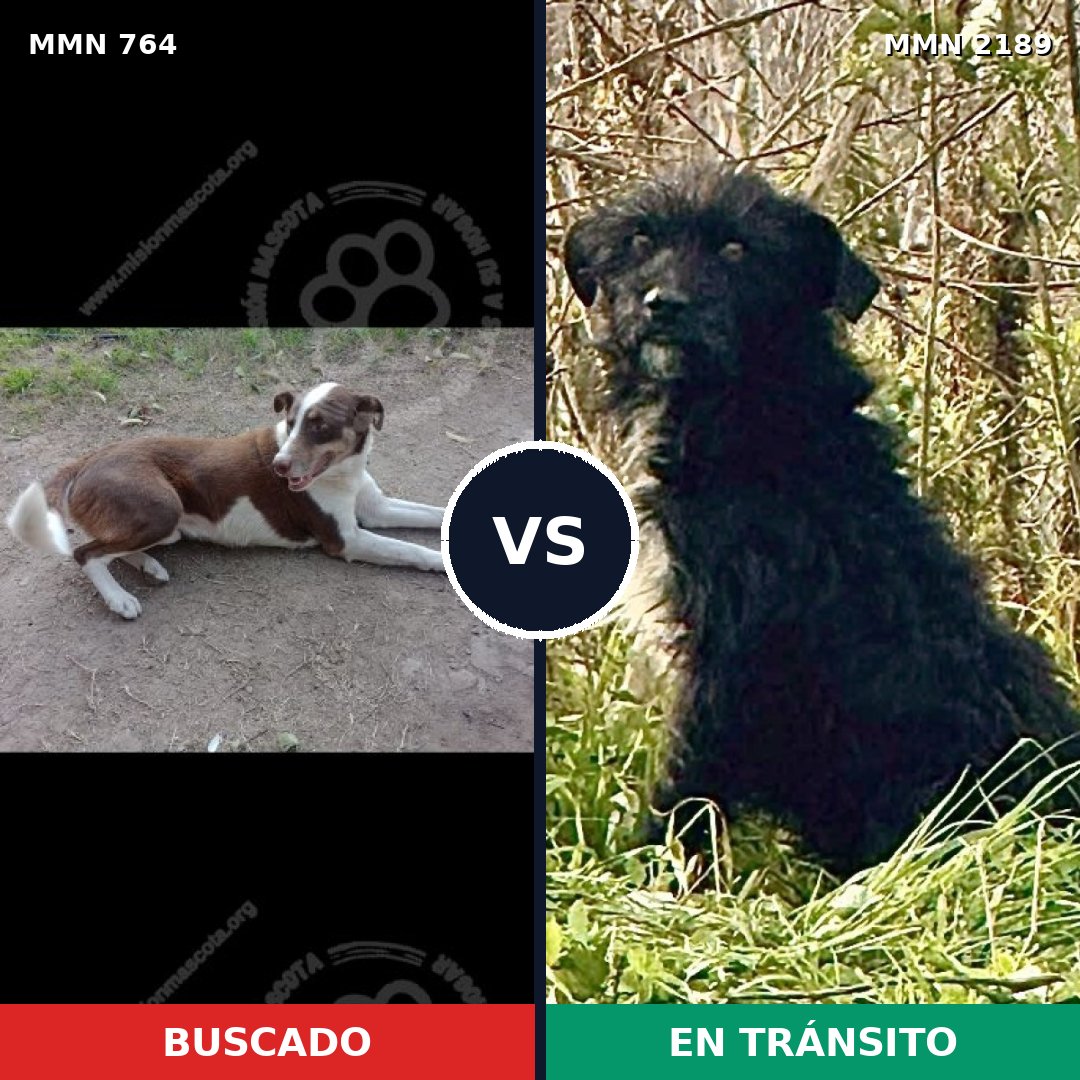 Comparativa MMS 65822: mascota perdida y mascota encontrada, 40% de similitud