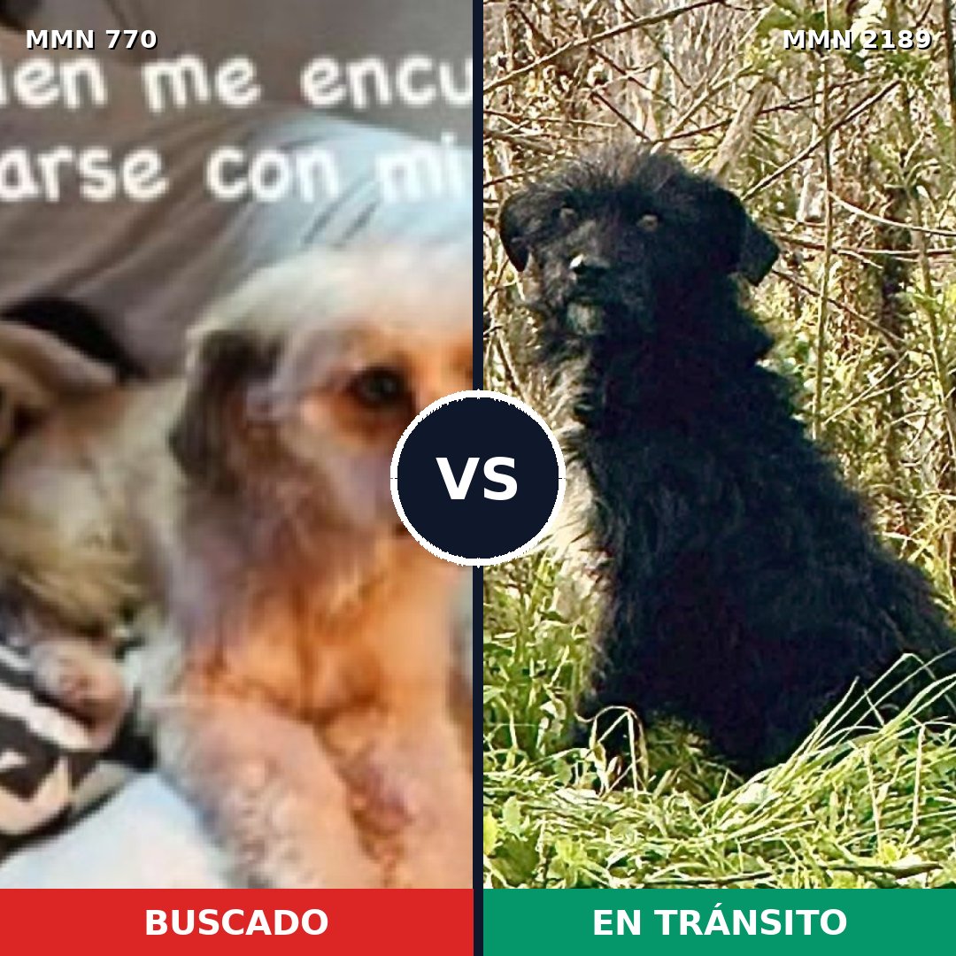 Comparativa MMS 65823: mascota perdida y mascota encontrada, 58% de similitud