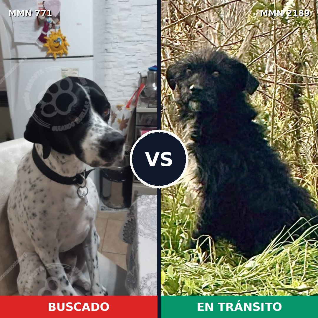 Comparativa MMS 65824: mascota perdida y mascota encontrada, 42% de similitud