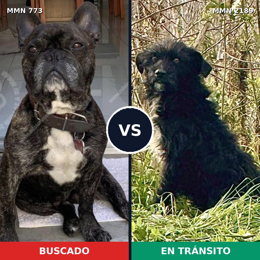 Comparativa MMS 65825: mascota perdida y mascota encontrada, 46% de similitud