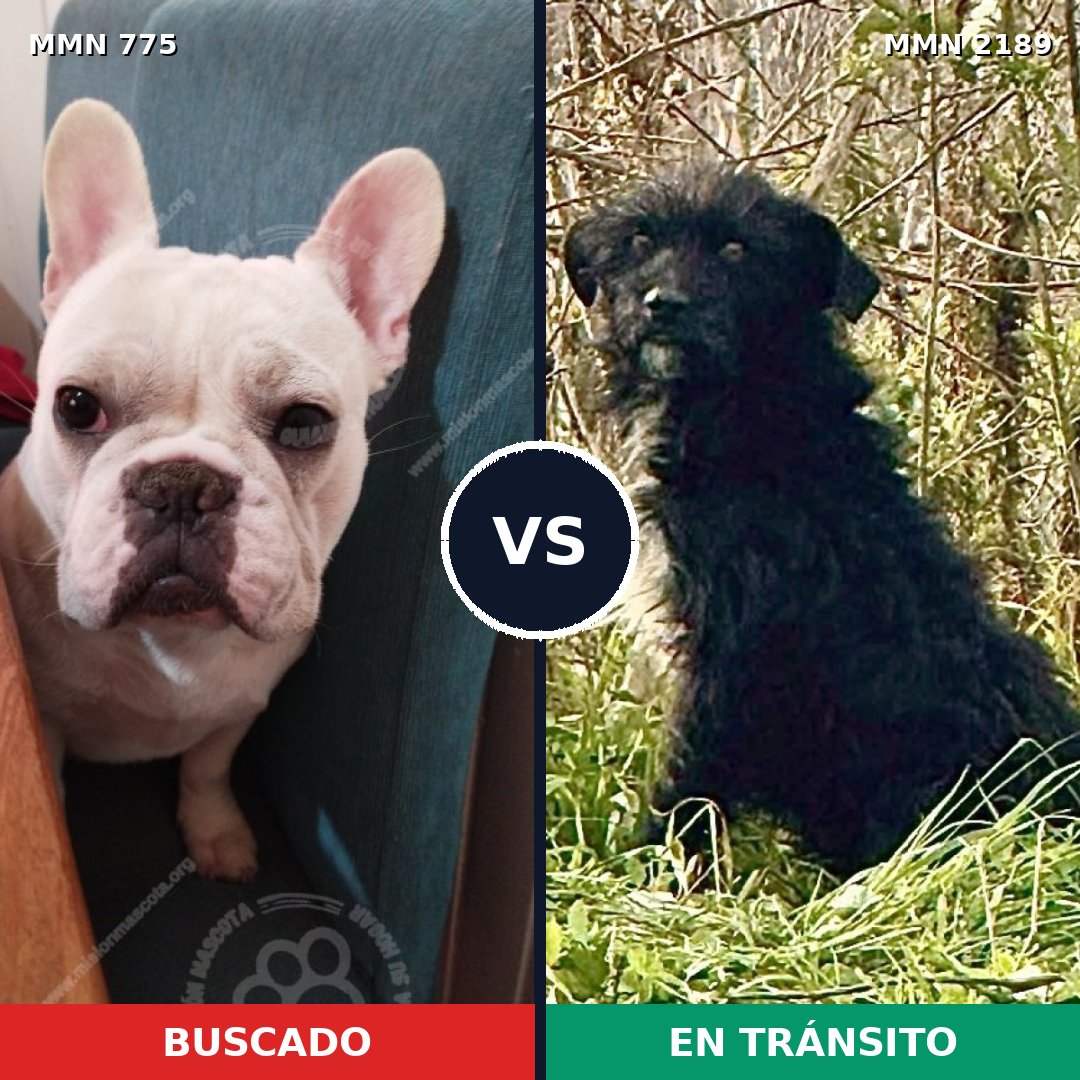 Comparativa MMS 65826: mascota perdida y mascota encontrada, 38% de similitud