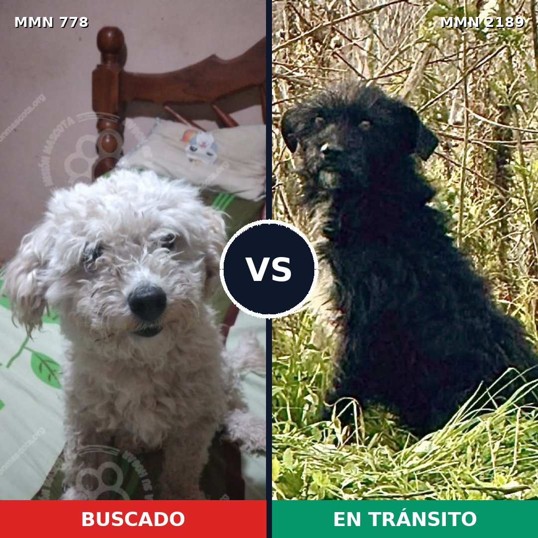 Comparativa MMS 65827: mascota perdida y mascota encontrada, 43% de similitud