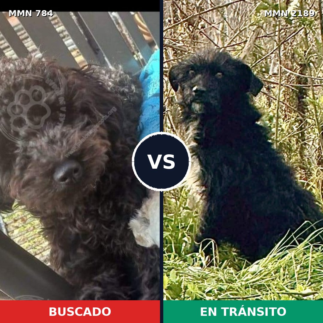 Comparativa MMS 65828: mascota perdida y mascota encontrada, 49% de similitud