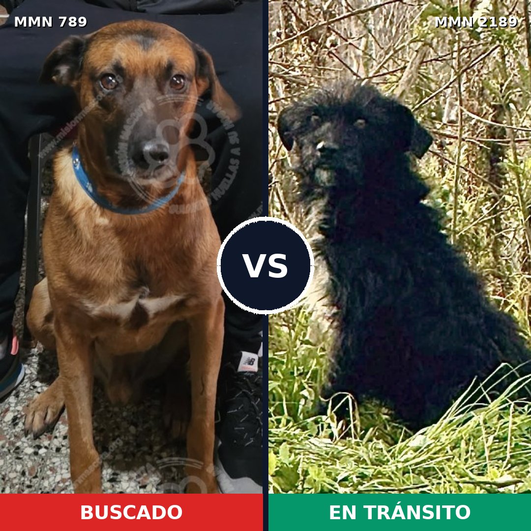 Comparativa MMS 65829: mascota perdida y mascota encontrada, 59% de similitud