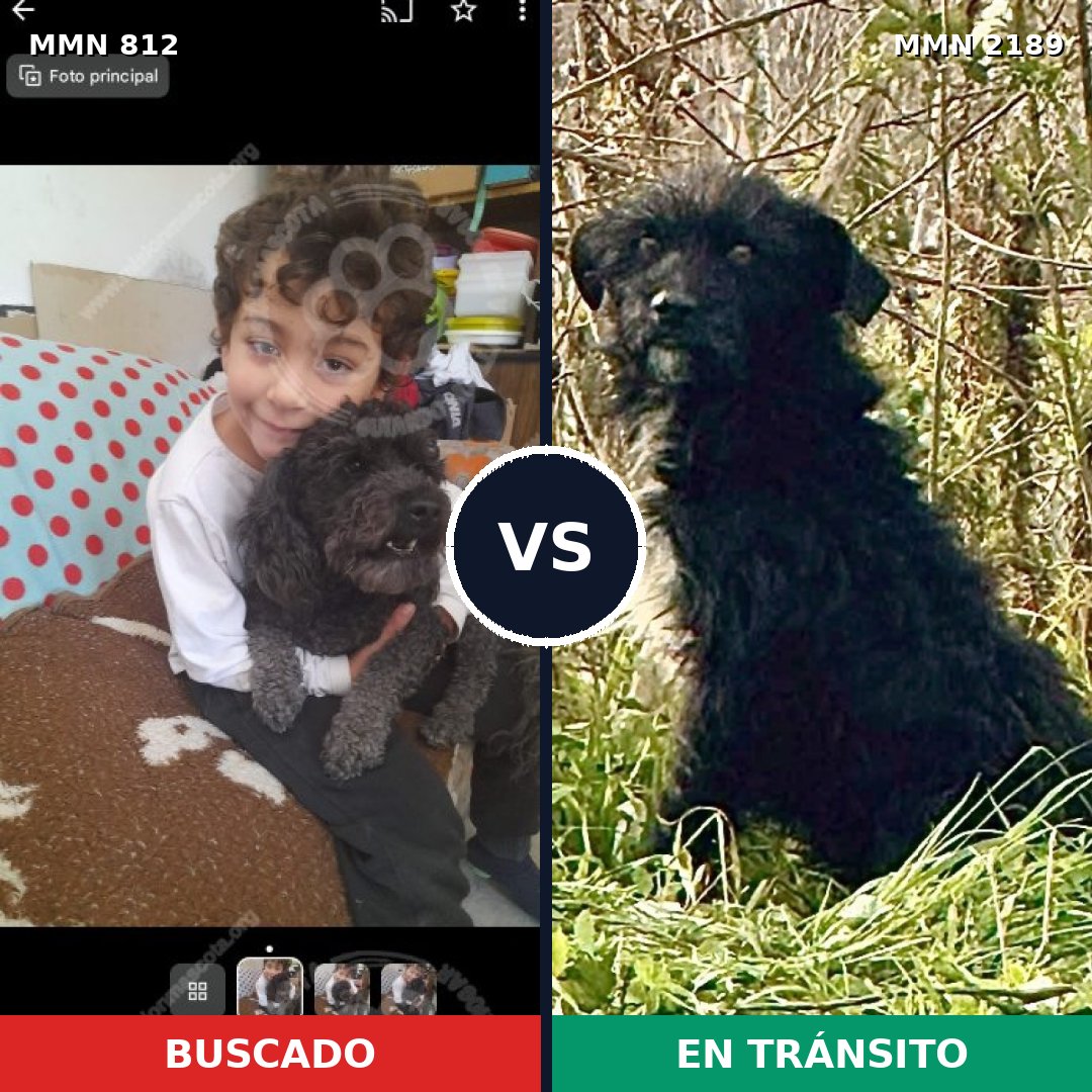 Comparativa MMS 65831: mascota perdida y mascota encontrada, 36% de similitud