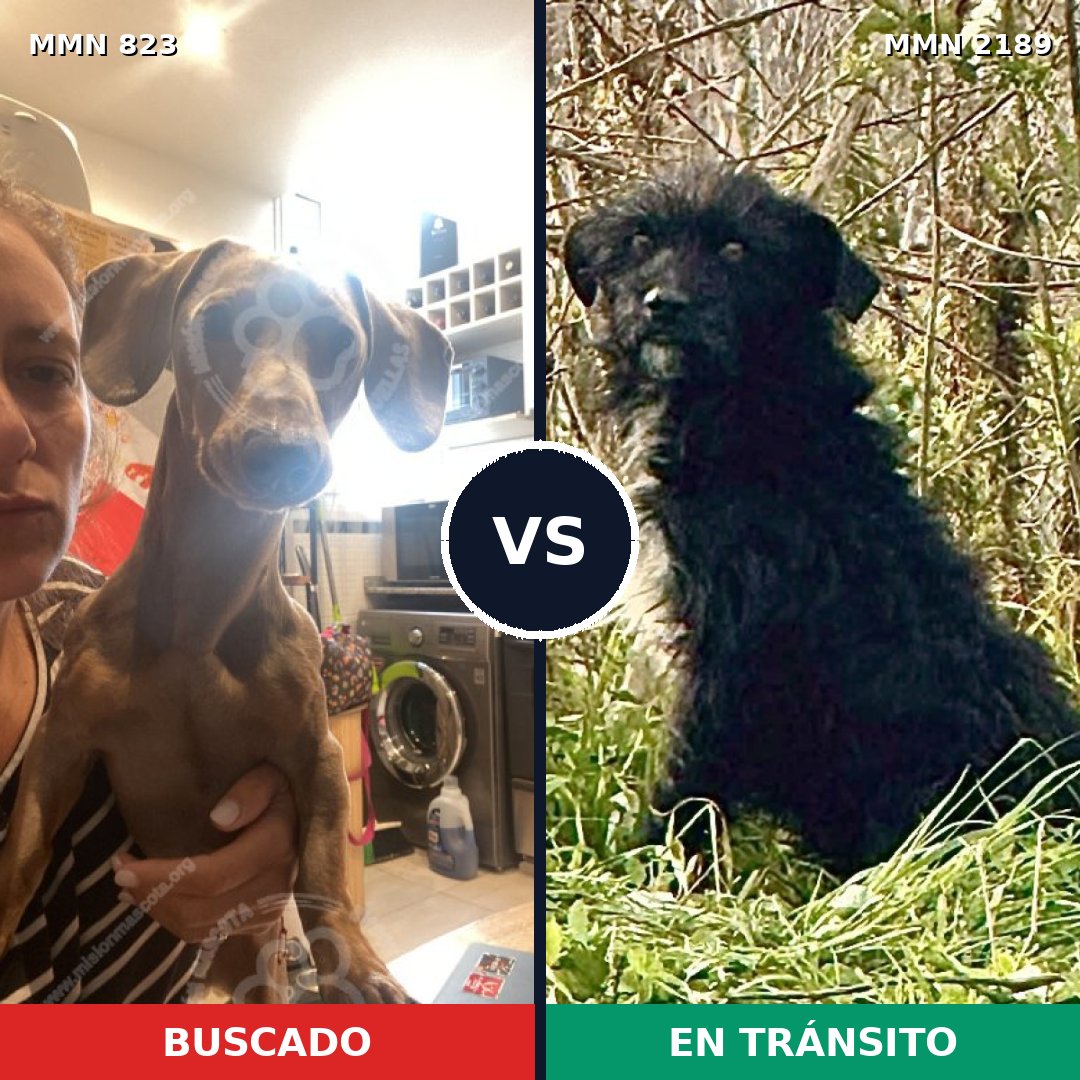 Comparativa MMS 65833: mascota perdida y mascota encontrada, 30% de similitud