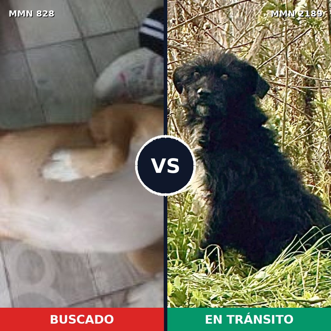 Comparativa MMS 65834: mascota perdida y mascota encontrada, 74% de similitud