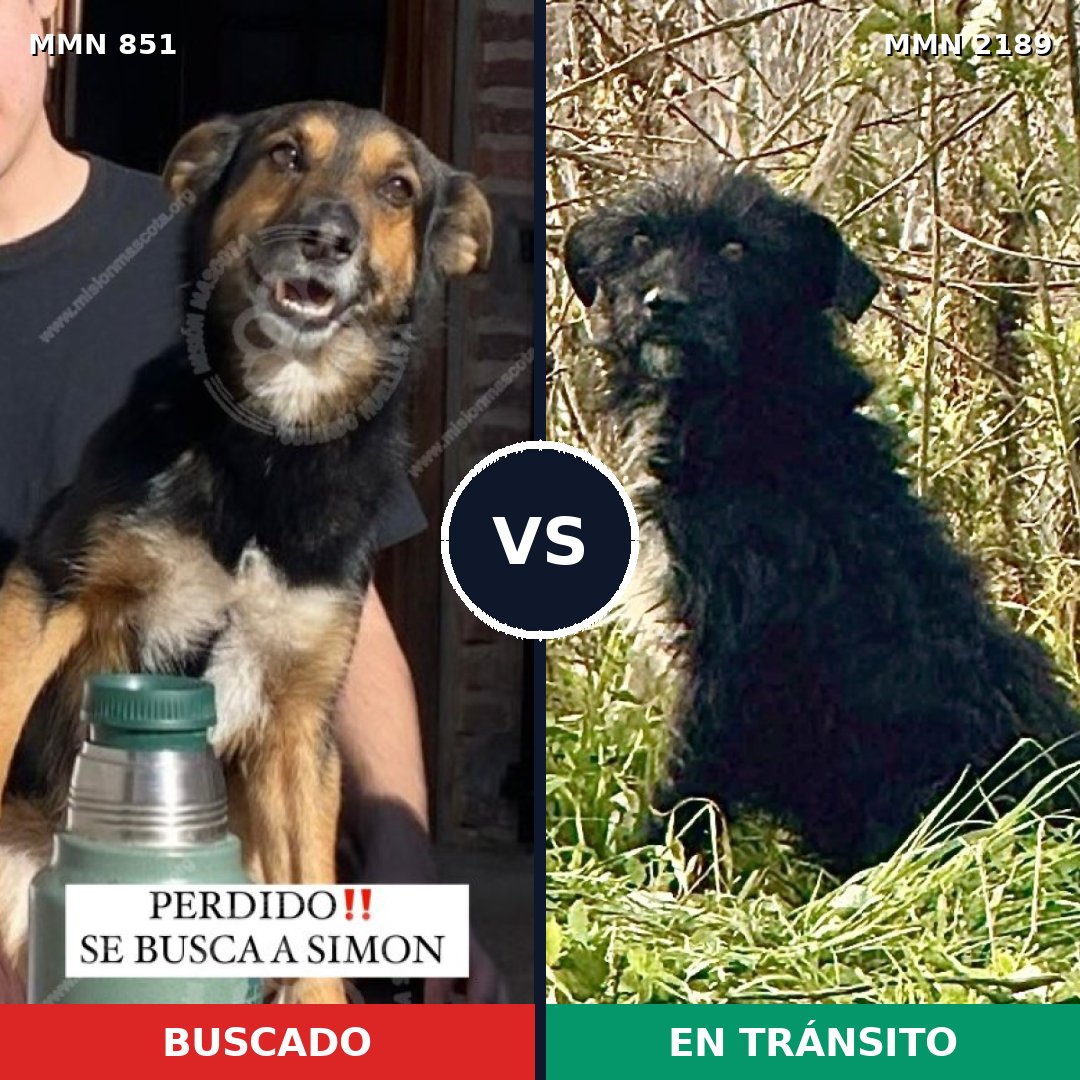 Comparativa MMS 65835: mascota perdida y mascota encontrada, 81% de similitud
