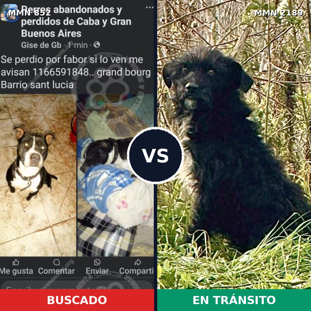 Comparativa MMS 65836: mascota perdida y mascota encontrada, 43% de similitud