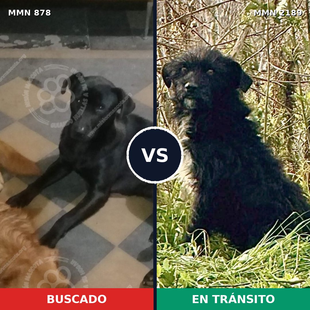 Comparativa MMS 65837: mascota perdida y mascota encontrada, 58% de similitud