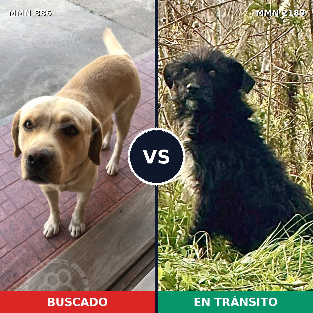 Comparativa MMS 65838: mascota perdida y mascota encontrada, 35% de similitud