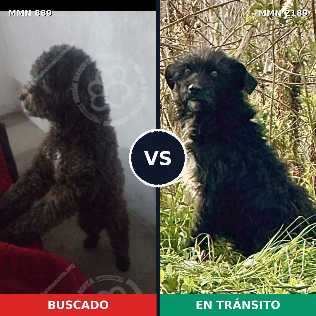 Comparativa MMS 65839: mascota perdida y mascota encontrada, 45% de similitud