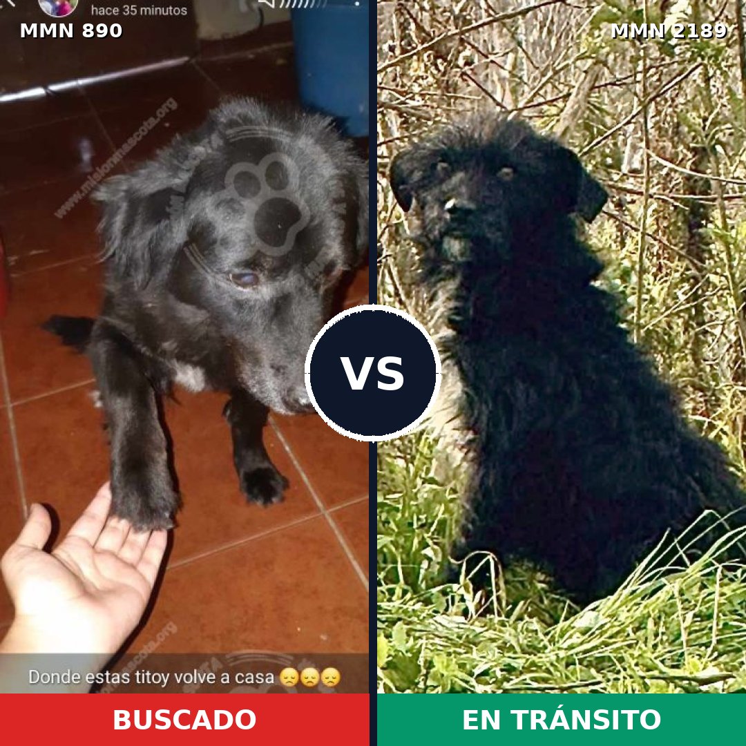 Comparativa MMS 65840: mascota perdida y mascota encontrada, 54% de similitud