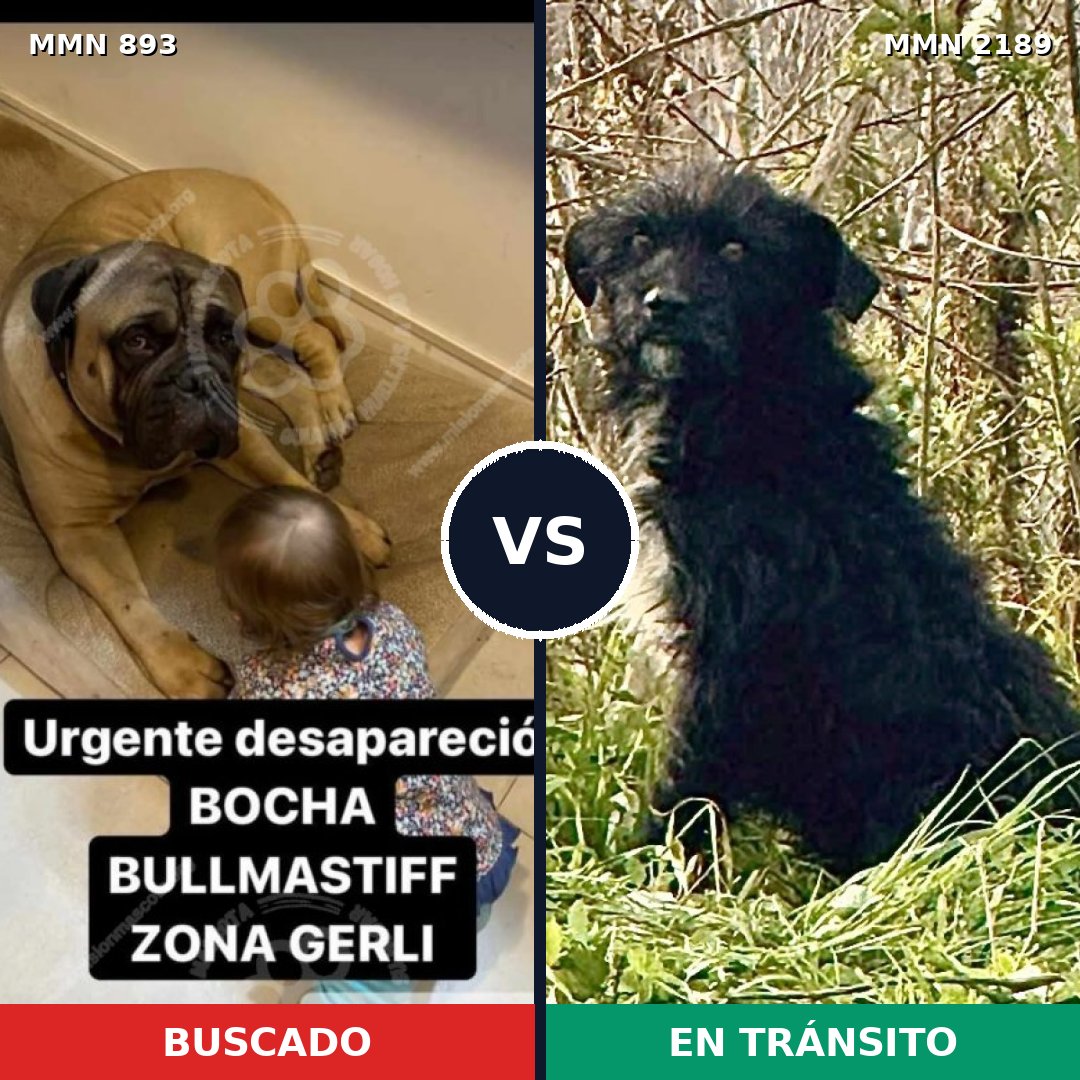 Comparativa MMS 65841: mascota perdida y mascota encontrada, 21% de similitud