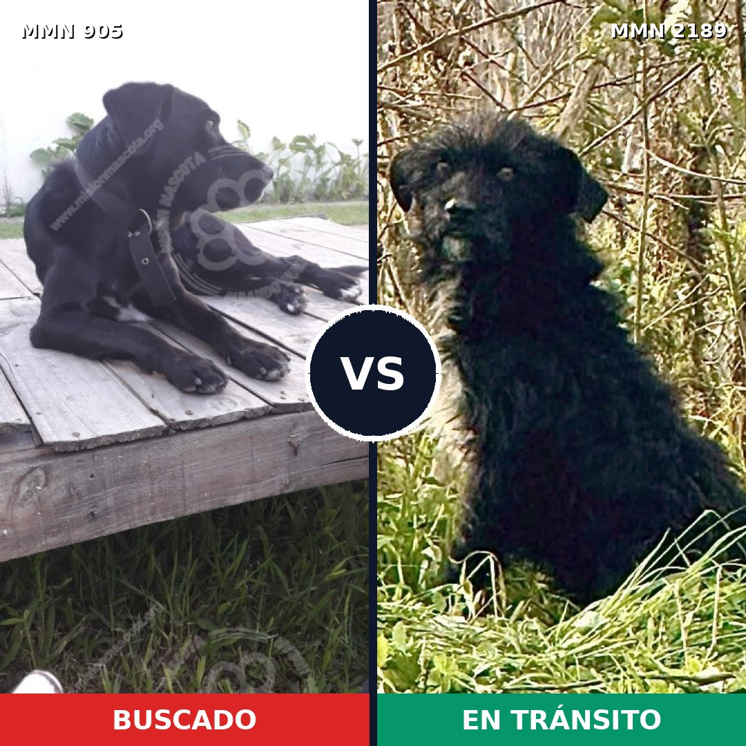 Comparativa MMS 65842: mascota perdida y mascota encontrada, 76% de similitud