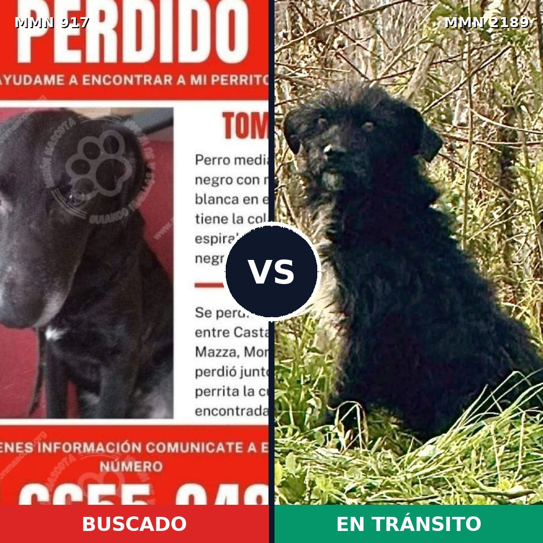 Comparativa MMS 65843: mascota perdida y mascota encontrada, 56% de similitud