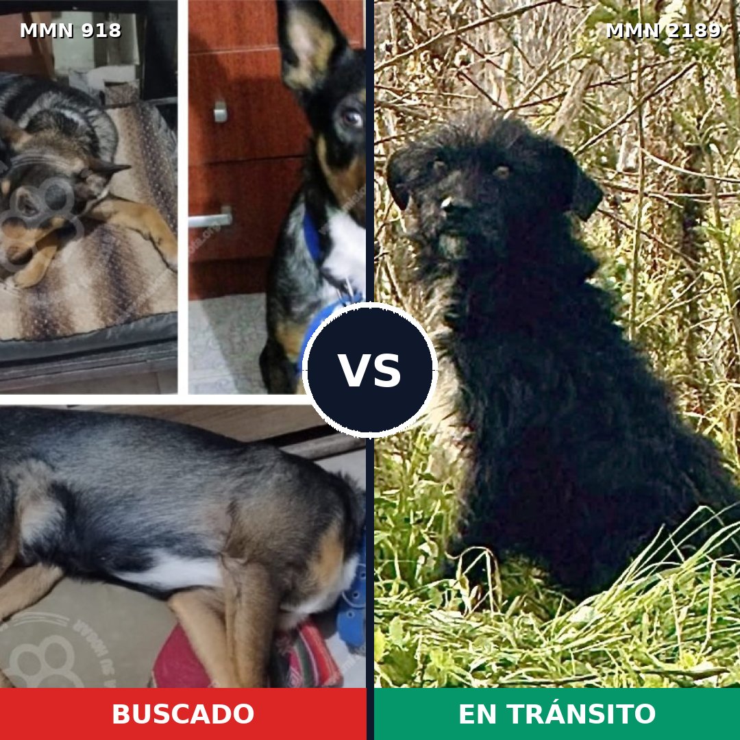 Comparativa MMS 65844: mascota perdida y mascota encontrada, 46% de similitud