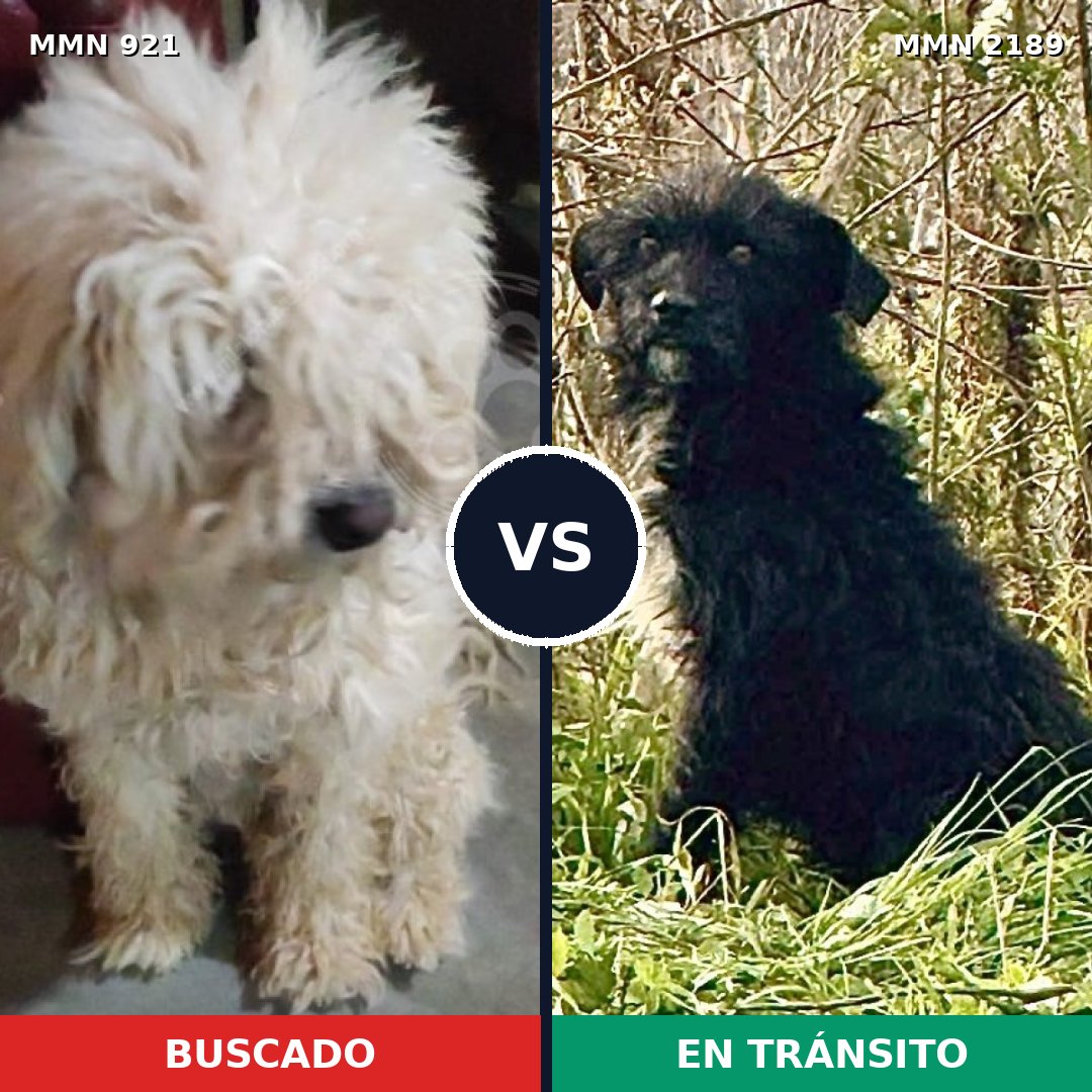Comparativa MMS 65846: mascota perdida y mascota encontrada, 34% de similitud