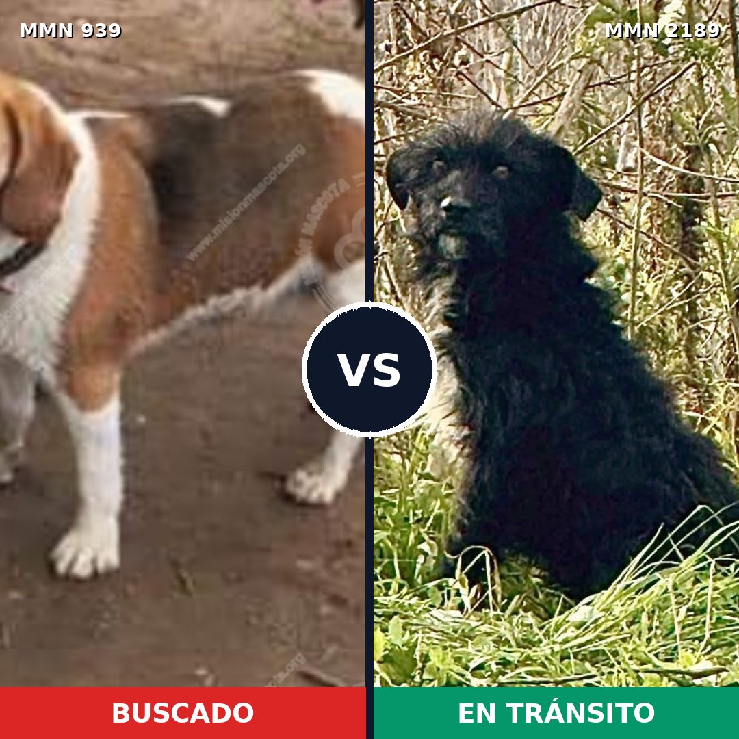 Comparativa MMS 65847: mascota perdida y mascota encontrada, 43% de similitud